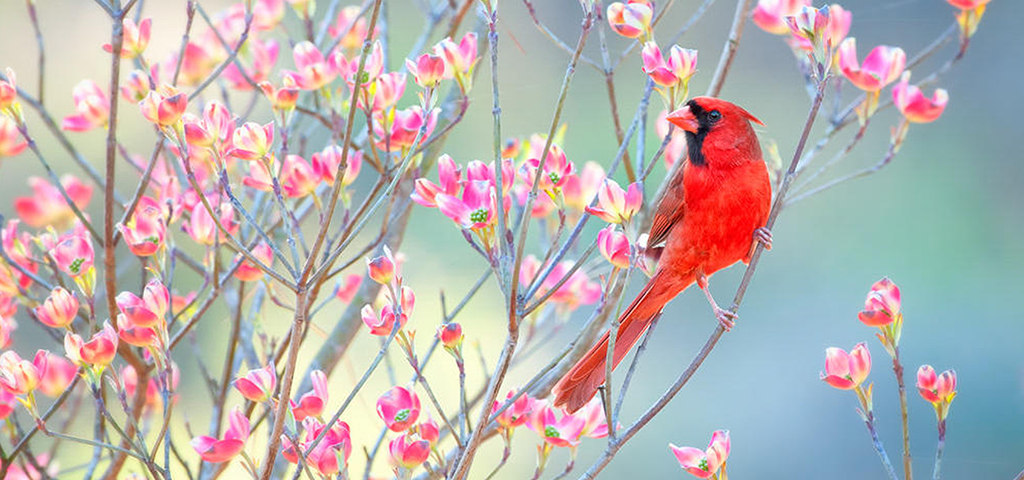 Spring Cardinal